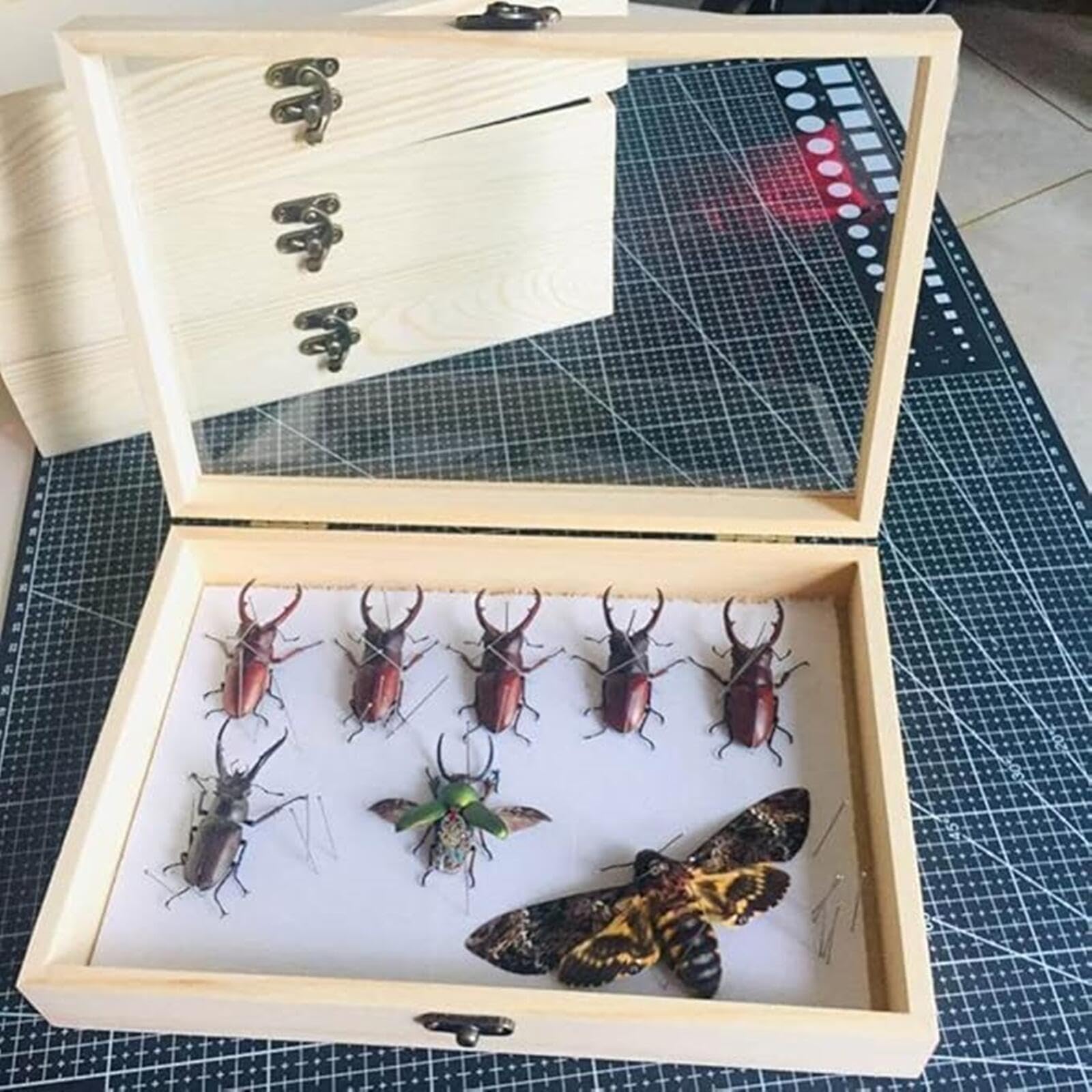 Amazon | 標本箱 標本ケース 木製 標本表示 ディスプレイボックス 透明